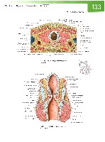 Sobotta Atlas of Human Anatomy  Head,Neck,Upper Limb Volume1 2006, page 140